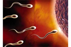 男性精子什么时候最容易怀孕
