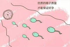 提高精子质量