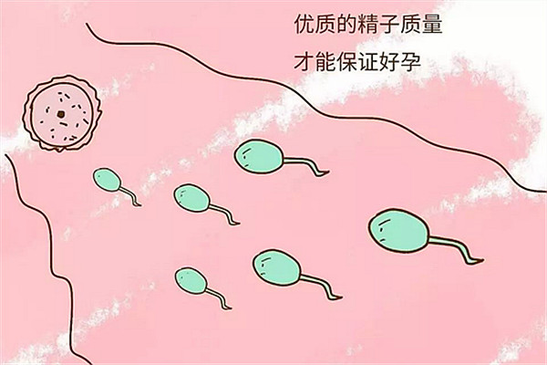 提高精子质量.jpg