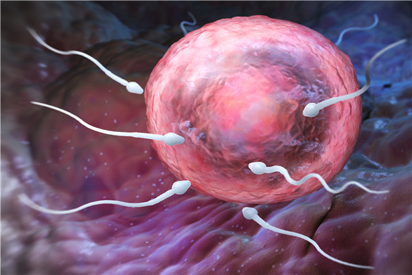 半年没同房精子存活率多少？提高精子质量应该如何做？